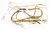 2981530800 C00901745 MAIN CABLE ASSEMBLY (BX_PRIME)
